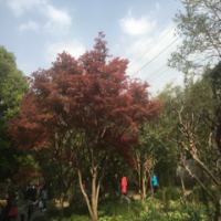 王鑫操盘