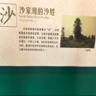 沙已有