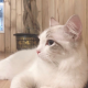 一只招财猫