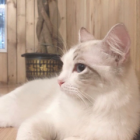 一只招财猫