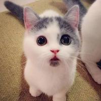 Zqun