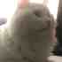 ZoeytheMeow