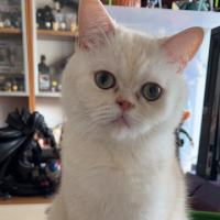 Bosco
