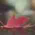 LiJun_26394