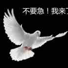 号外鸽