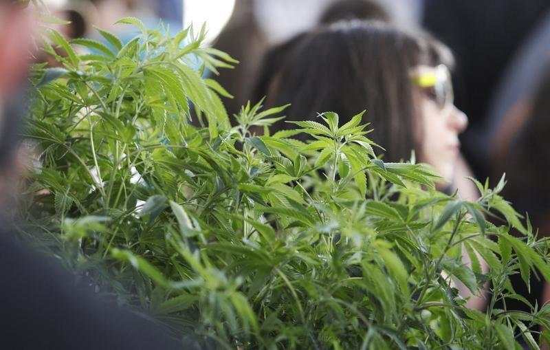 大麻 工业 云南 板块 美国 规模