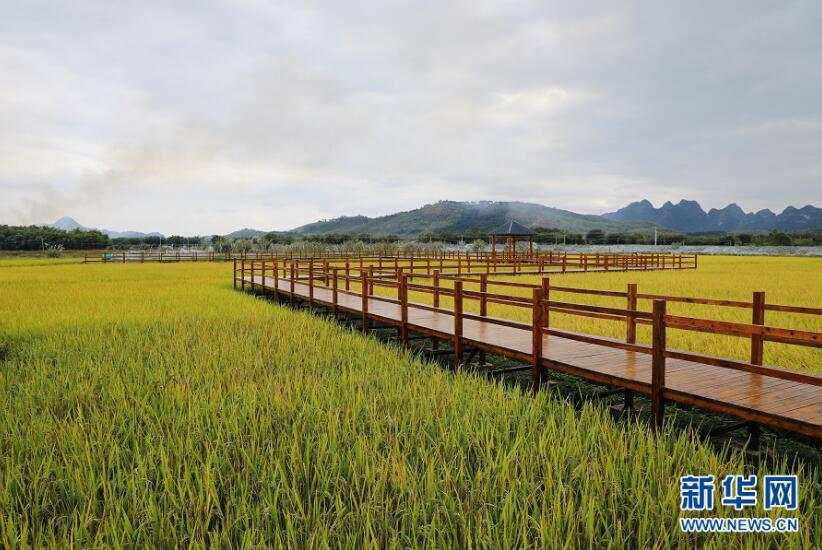 西村 胜利村 乡村 脱贫 刘逢明 大棚