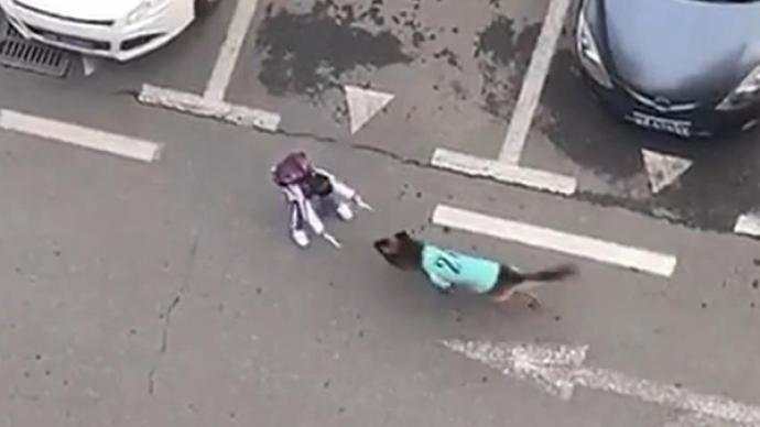 澎湃 走红 糯米 深圳市 主人 网络