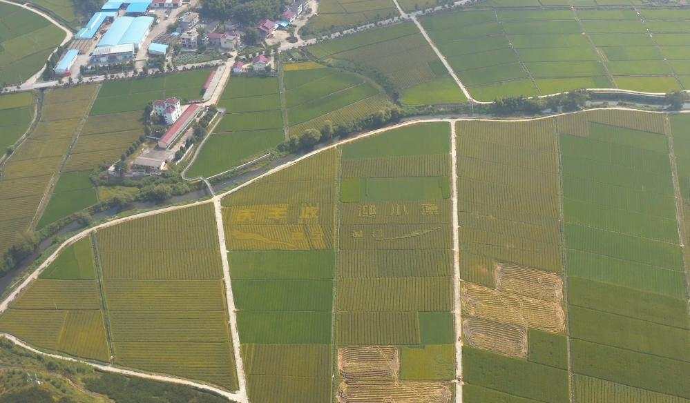 豆腐皮 常口 脐橙 种植 建宁县 清流县