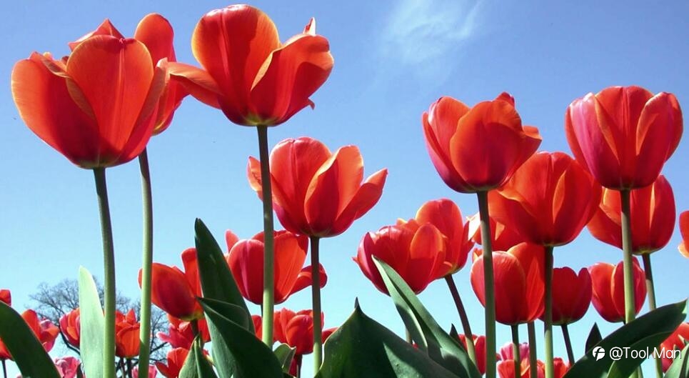 Will Bitcoin End Like a Tulip?