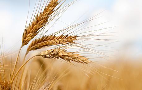小麦 俄罗斯 收成 全球 进口国 春小麦