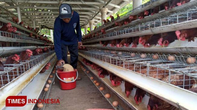 Temui Peternak Ayam, Mendag Ungkap Kenaikan Harga Pakan Dipengaruhi Impor